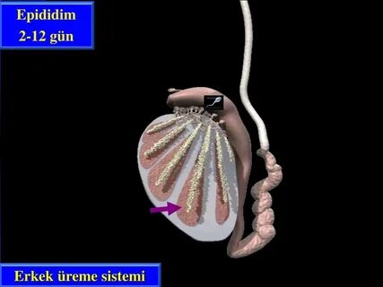 Интернетте немересі қарап отырған әжесінің киім ауыстырып жатқаны туралы порно көру
