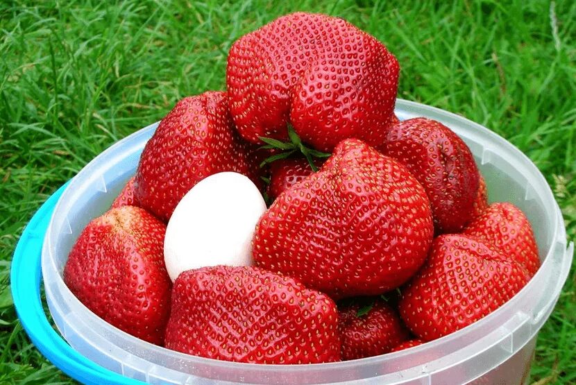 Клубника туруси отзывы. Земляника садовая чамора туруси. сорт клубники чамора туруси. чамора туруси сорт виктории.