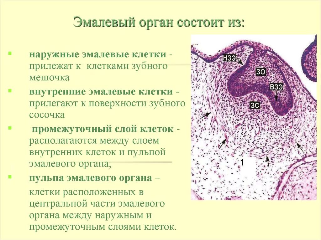 Эмалевый. Строение эмалевого органа гистология. Клетки внутреннего эпителия эмалевого органа. Наружные клетки эмалевого органа. Клетки пульпы эмалевого органа.