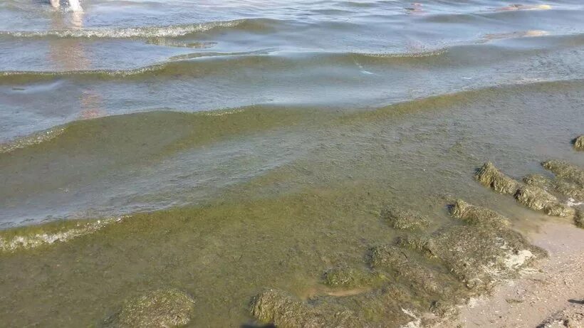 Джемете море цветет в сентябре. Анапп витязевоаодоросли. Море в Анапе в сентябре. Море в Анапе в сентябре Джемете. В анапе есть вода