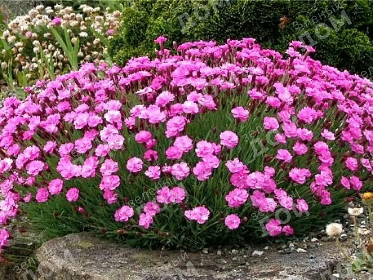 Посадка гвоздики перистой. Гвоздика сизая Dianthus gratianopolitanus. Гвоздика перистая "Dinetta Pink". Гвоздика серовато-голубая Пинк Джювел. Гвоздика травянка (Dianthus deltoides).