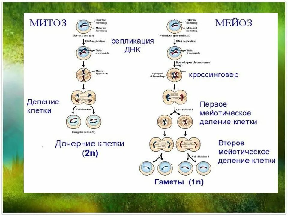 Отличия митоза от мейоза 9 класс