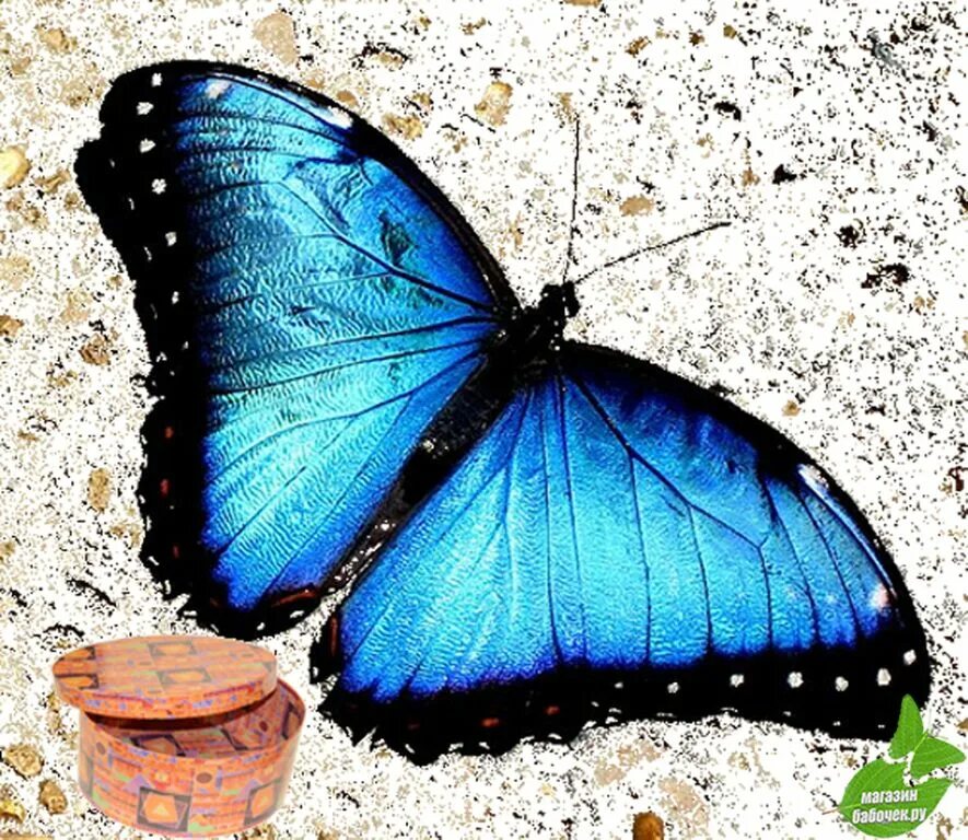 Бело голубые бабочки. Блу МОРФА. Бабочка Морфо. Синяя бабочка. Бабочки бело голубые.