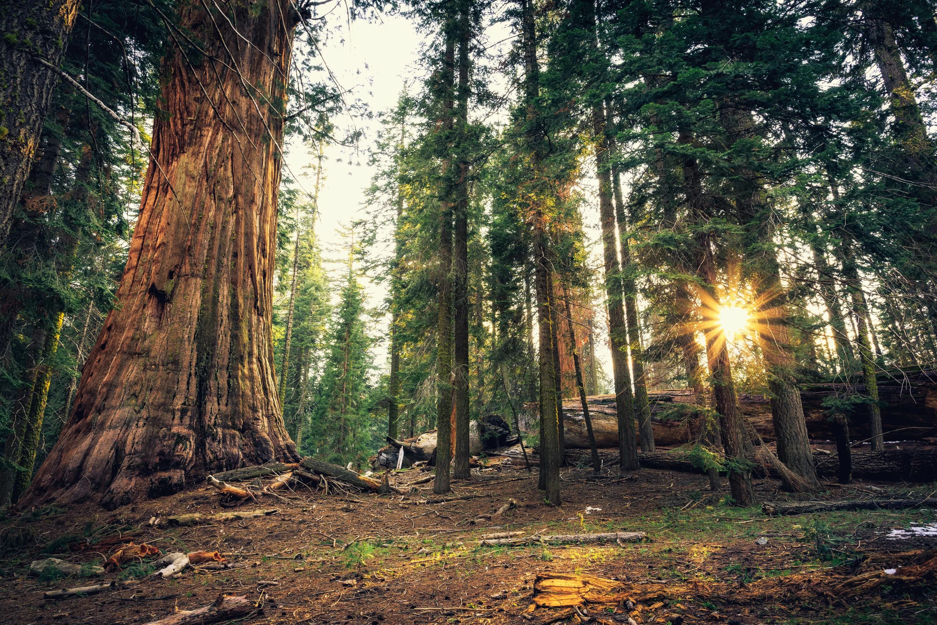 Парк Йосемити секвойи. Йосемитский парк США секвойи. Национальный лес Секвойя. Лес с секвойями в США.