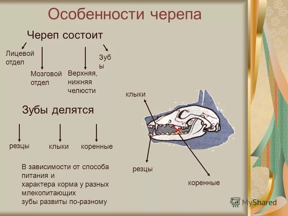 Класс млекопитающие череп