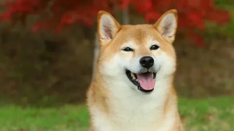 Собака 10 дней