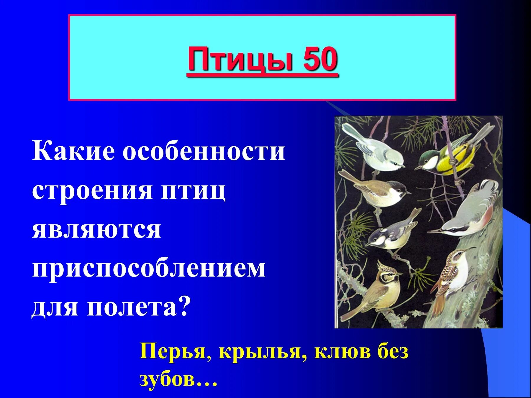 Приспособления птиц к полету. Какие особенности строения птиц являются приспособлением к полету. Особенности приспособления птиц. Приспособления птиц к полёте.