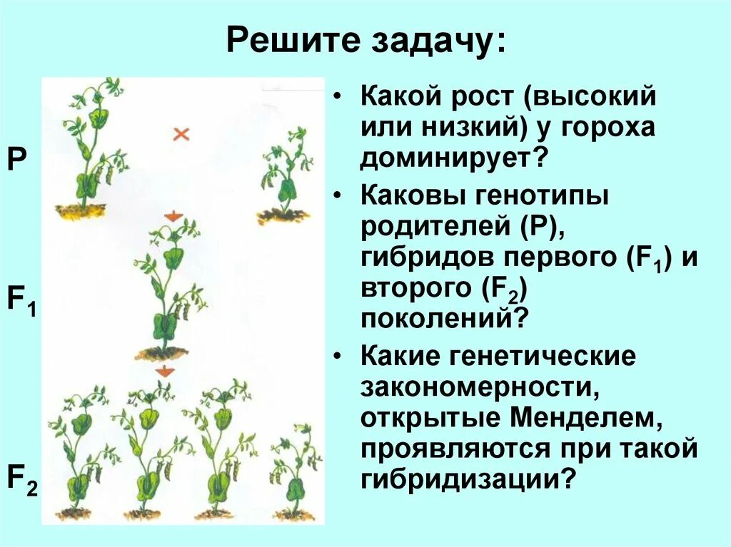 Гибридологический метод чистые линии. Гибридологический метод. Гибридологический метод генетики пример. Гибридологический метод горох. Гибридологический метод это в биологии.