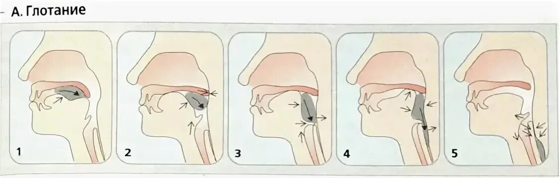 Заглатывание воздуха латынь. Рефлекс глотания физиология. Схема глотания. Схема глотания пищи. Жевание и глотание.