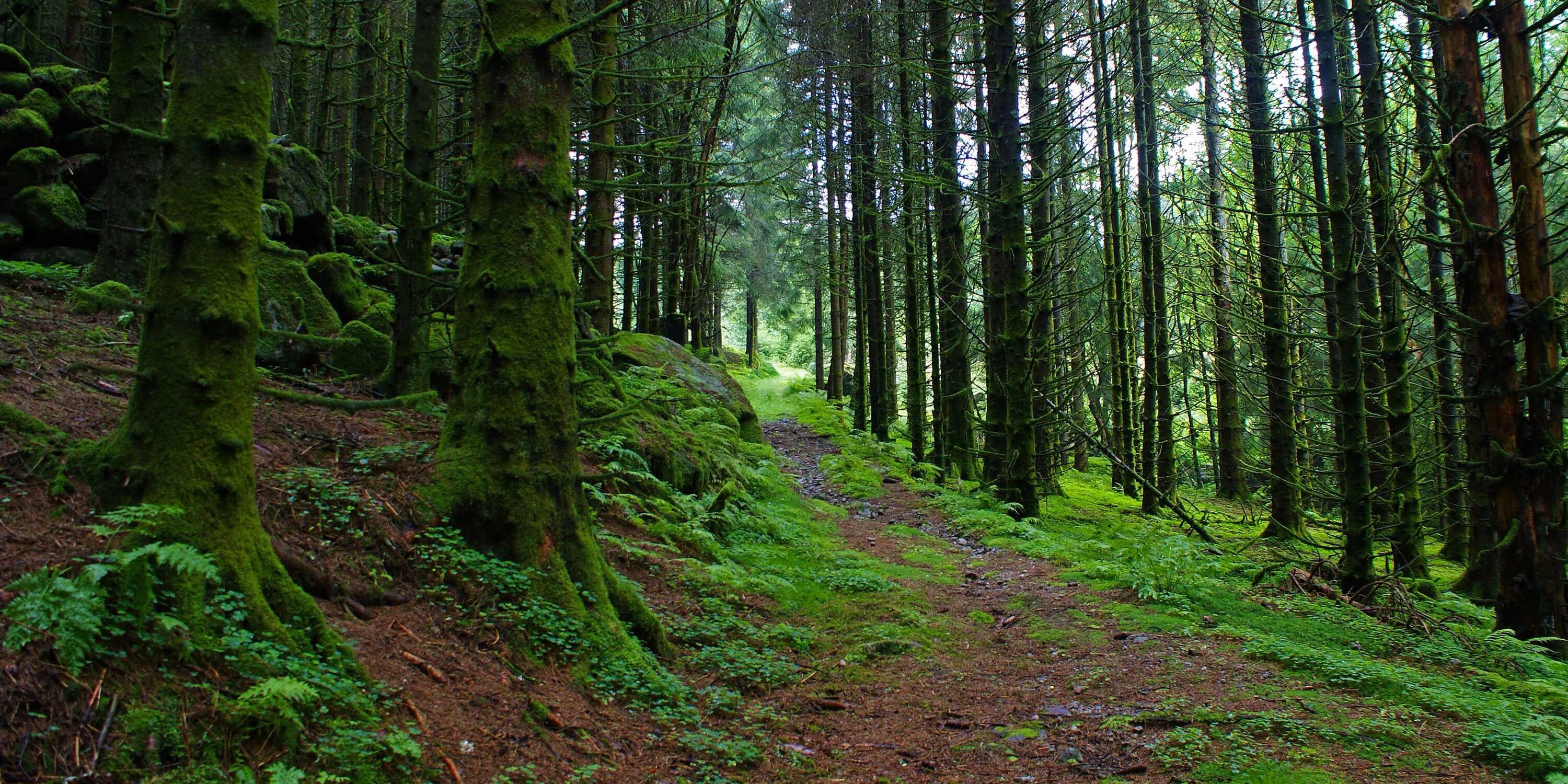 Самурский лес. Лес картинки. Природа лес. Лесной массив.