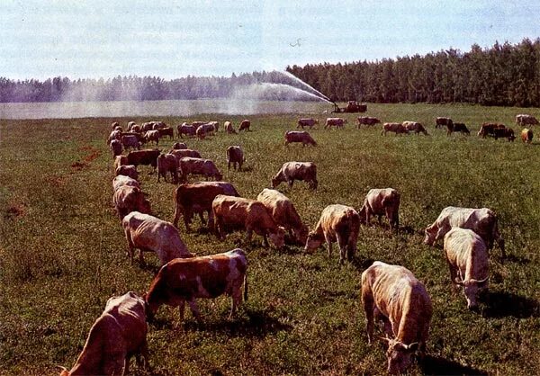 Выпас сельскохозяйственных животных. Пастбищное животноводство. Обводненные пастбища. Пастбищ для сельскохозяйственных животных. Культурные пастбища.