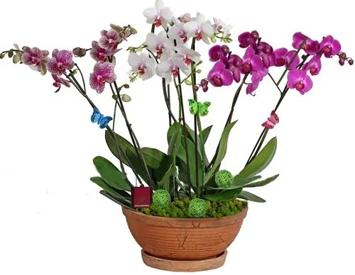 Орхидея фаленопсис мультифлора ароматная. Орхидея Чарли мультифлора горшок. Три орхидеи в одном горшке. Три орхидеи в одном кашпо.