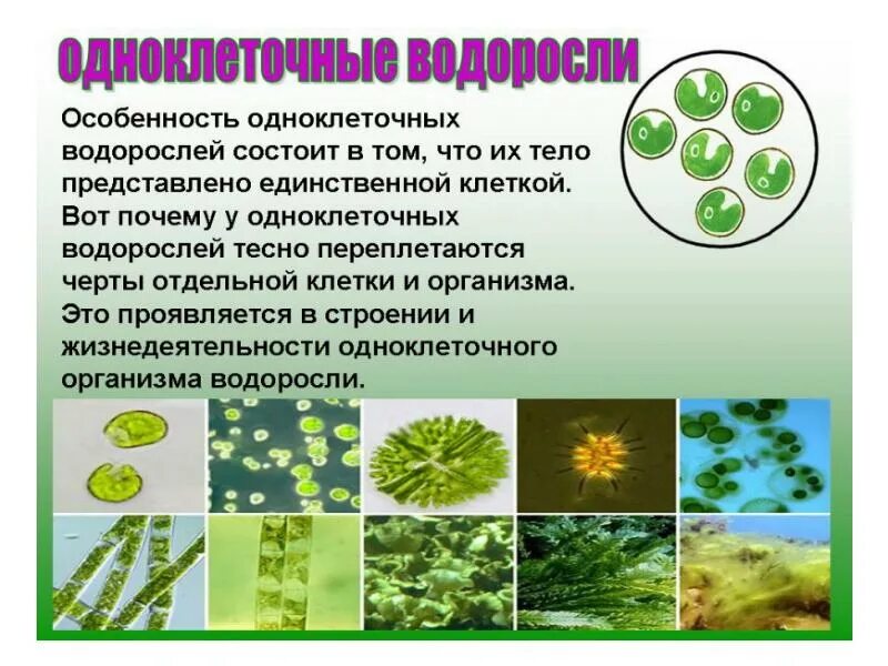 Водоросли характеристика биология. Одноклеточные водоросли 5 класс биология. Одноклеточные водоросли 6 класс биология. Одноклеточные зеленые водоросли 5 класс биология. Одноклеточные растения хлорелла.