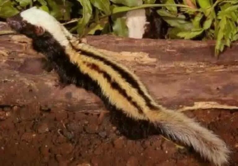 Мелкие хищники. Мадагаскарский сурикат. Ласка хорек куница. Ласка (mustela nivalis) 2023. Ласка зверек.