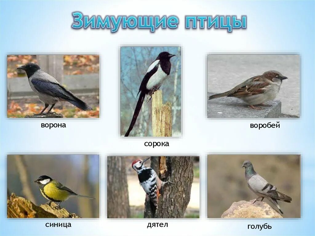 Названия зимующих и перелетных птиц. Ворона голубь воробей. Зимующие птицы ворона воробей. Зимующие птицы голубь ворона воробей синица снегирь. Синица воробей ворона сорока дятел зимующие птицы.