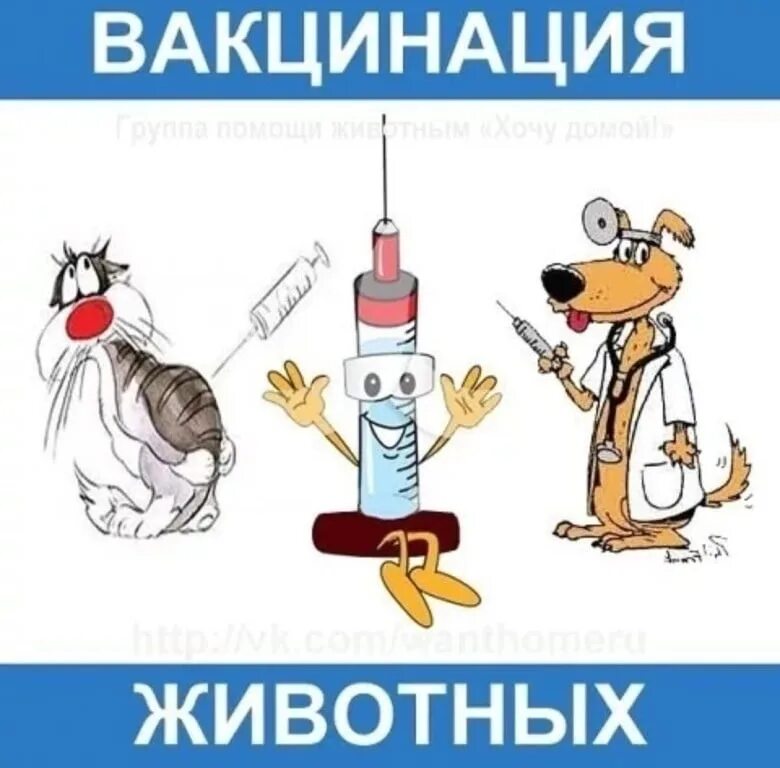 Бесплатная вакцинация кошек в москве 2024. Вакцинация животных. Вакцины для животных. Вакцинация домашних питомцев. Прививка животных.
