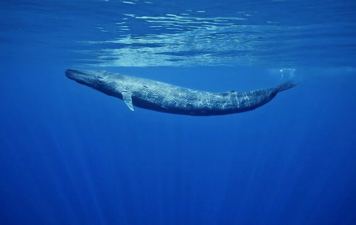 Сколько длиной самый большой кит. Голубой кит Balaenoptera musculus. Синий кит (голубой кит). Синий кит 33 метра. Синий голубой кит блювал.