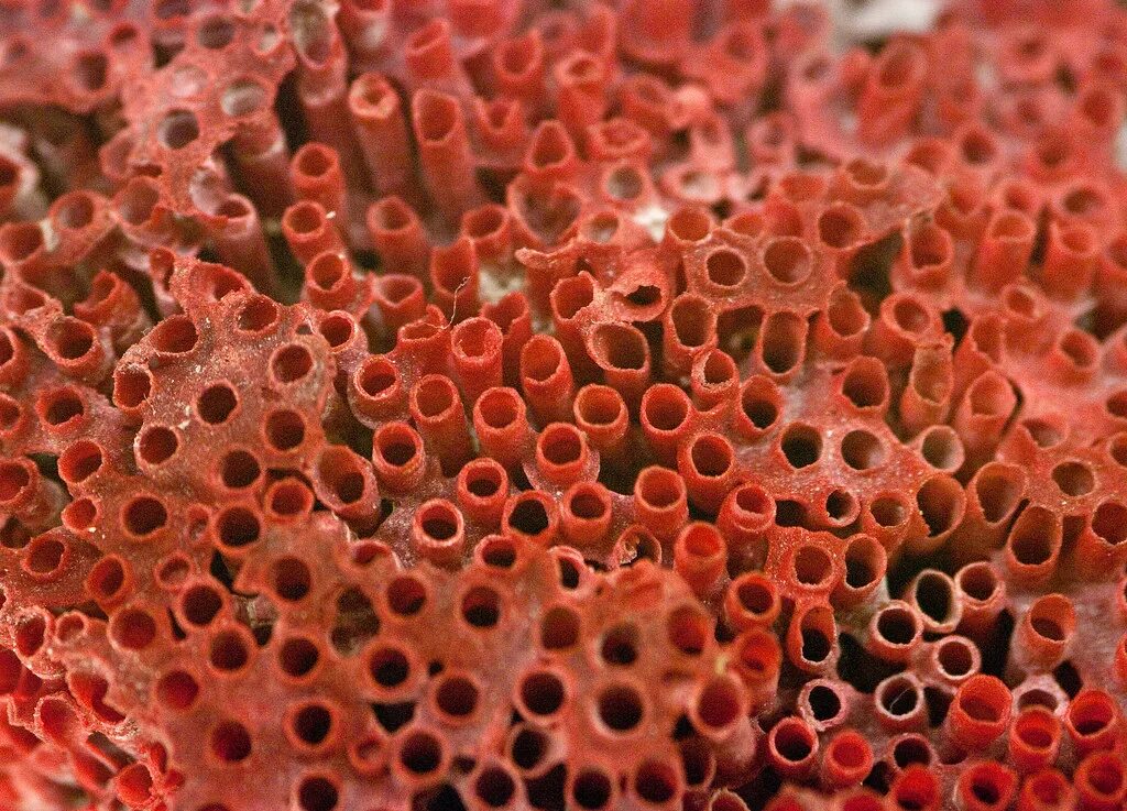Трубчатый орган 5. Тубипора коралл. Красный трубчатый коралл. Коралл органчик. Табулятоморфные кораллы.