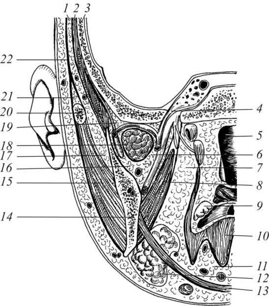 Клетчаточные пространства дна полости рта. Клетчаточные пространства головы анатомия. Топография позадичелюстной ямки. Топография клетчаточных пространств головы. Клетчаточные пространства топографическая анатомия.
