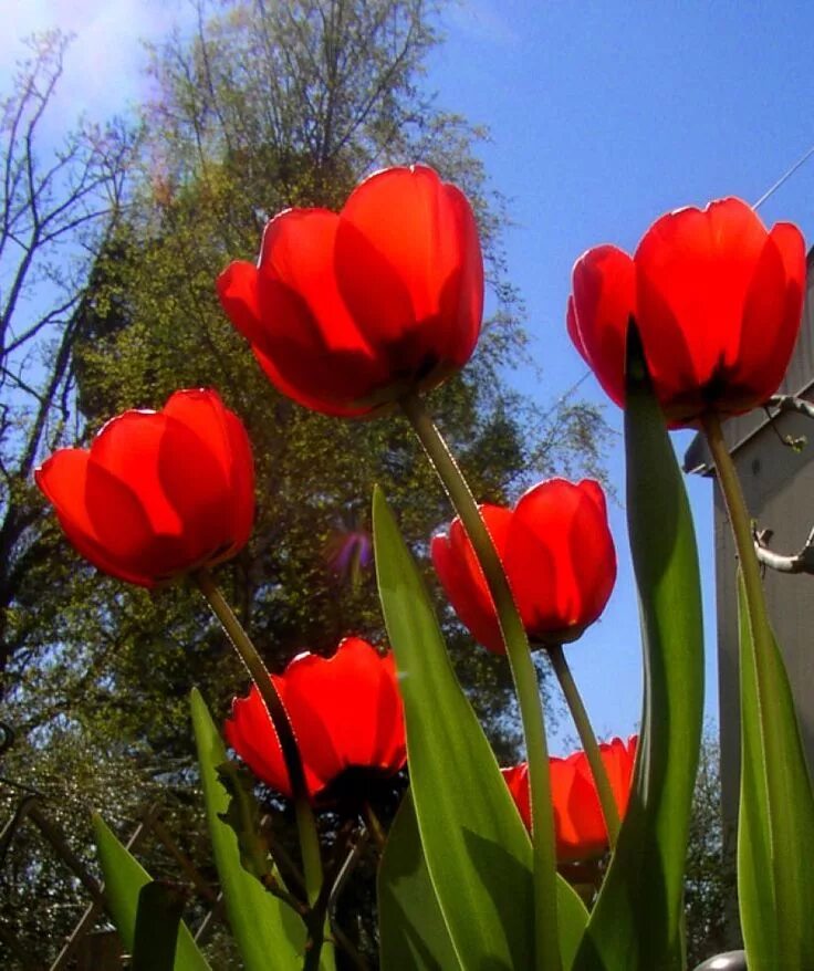 Сколько тюльпанам можно без воды. Тюльпан Red Prance. Красные тюльпаны. Тюльпаны на грядке. Цветы на клумбе красные тюльпаны.