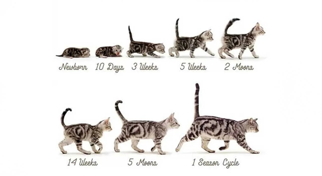 Коту 6 месяцев сколько. Котёнок в 2 месяца размер. Как определить Возраст котенка. Возраст котят по месяцам. Котенок 5 месяцев Размеры.