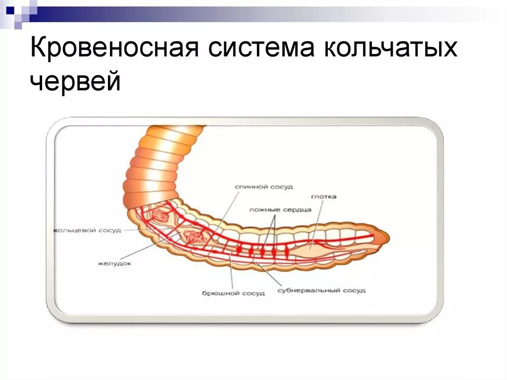 Тип кольчатые черви кровеносная система. Кровеносная система кольчатых червей схема. Кровеносная система кольчатых червей строение и функции. Функции кровеносной системы кольчатых червей. Кровообращение червей