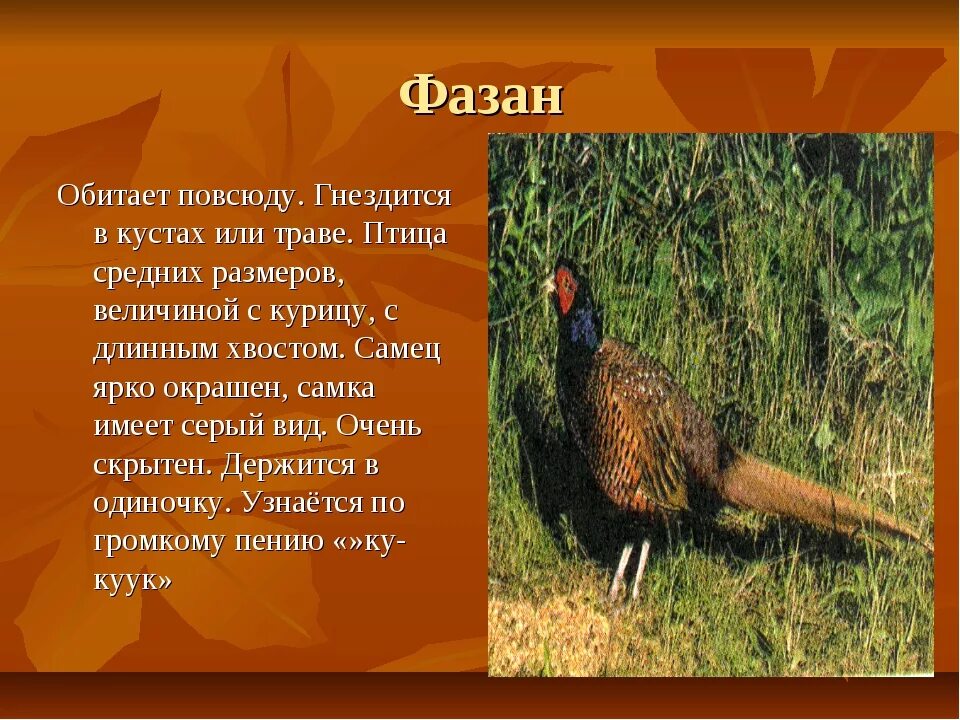 Фазан краткая информация. Фазан птица описание. Фазан зона обитания. Фазан занесен в красную книгу. Фазан птица описание.