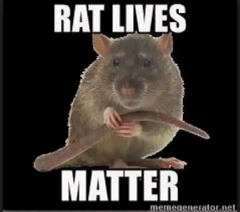 Нцузского «au rat!» - «о ра!»,. No bitches? no rats?. No rats this time. Осторожно мыши. Rats time is running out.