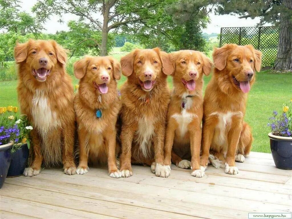 Пять минут тишины сериал пузырь. Пять минут тишины собака пузырь порода. Пять минут тишины сериал собака пузырь. Порода собаки в сериале пять минут тишины. Новошотландский ретривер инди.