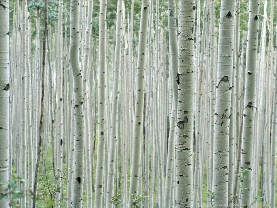 Плотные деревья