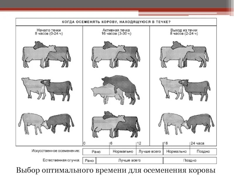 Цикл коровы для осеменения. Схема осеменения коров таблица. Половой цикл КРС. Схема осеменять коров. 1 признаки коров