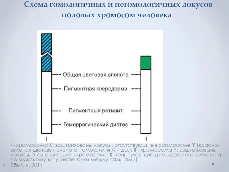 Расположение генов в гомологичных хромосомах. Сцепленное с половыми хромосомами наследование. Гомологичен ые хромоосомы. Гомологичные хромосомы и аллельные гены. Гены гомологичных участков х и у хромосом.