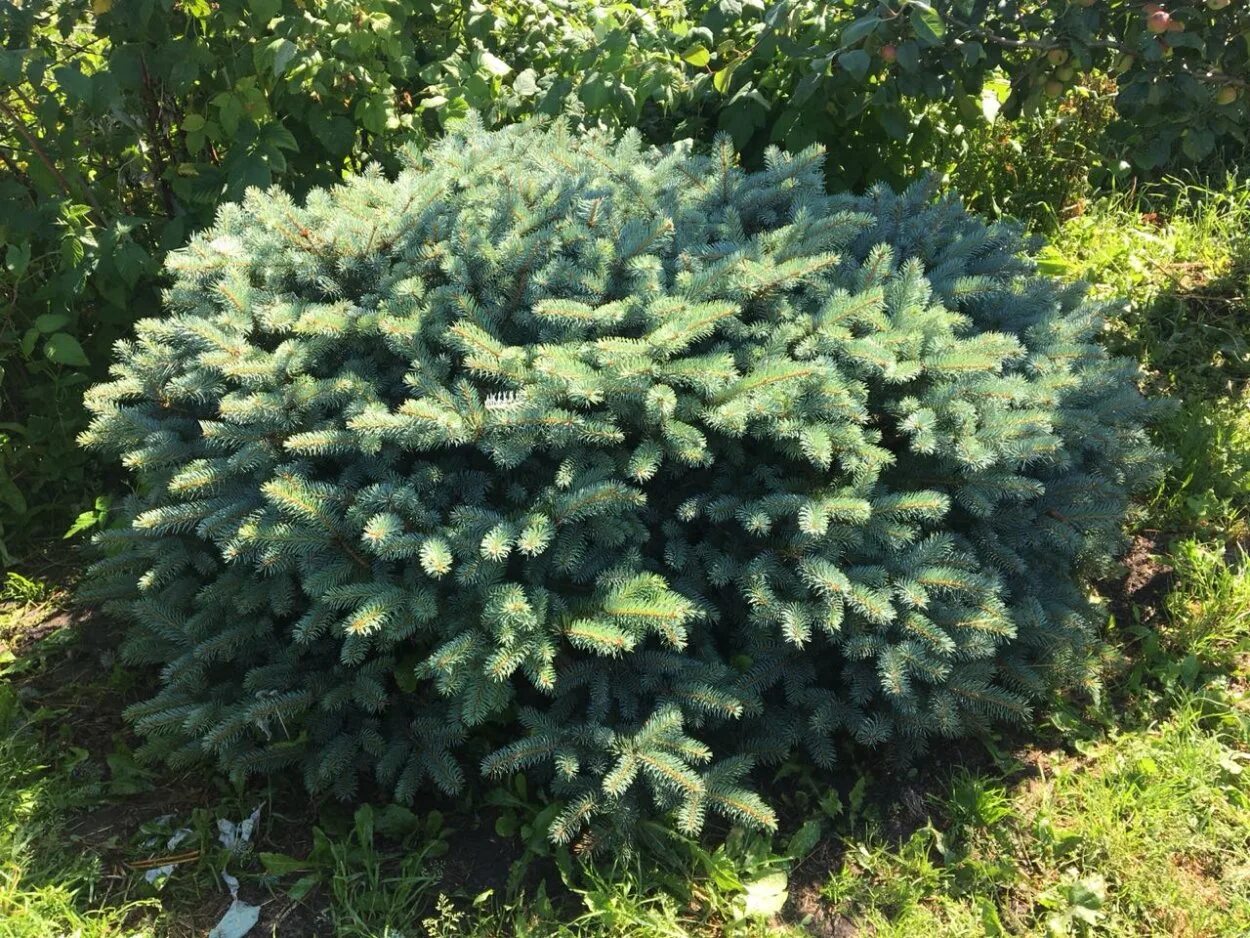 Ель колючая picea. Ель колючая Вальдбрун. Ель колючая'Waldbrunn'. Ель колючая Карпатен. Ель колючая (Picea pungens Waldbrunn).