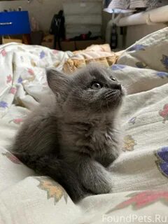 Котенок ходит