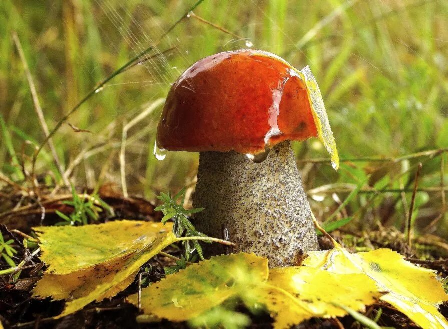 ранняя осень грибная пора. осень грибы. грибная пора осенью. поляна подосиновиков. осенние грибочки.