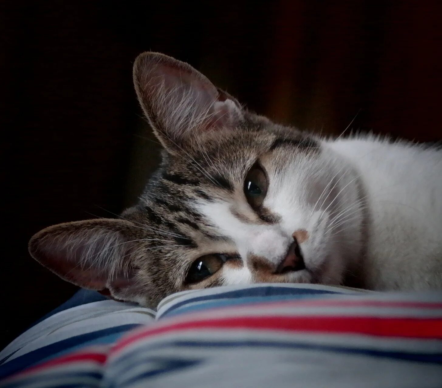 Рыжий кот лежит. Кот скучает. Кот скучает. Кот скучает. Грустный котенок.