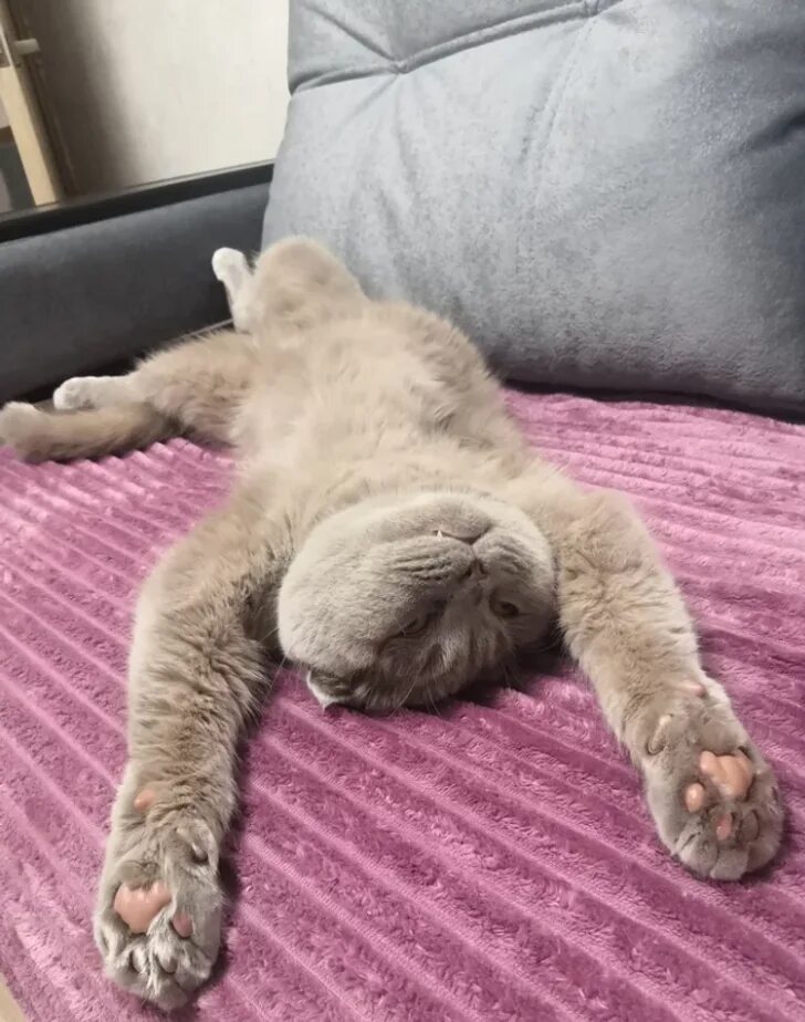 Котенок устал. Кот устал. уставший котик. усталость кот. уставший кот фото.