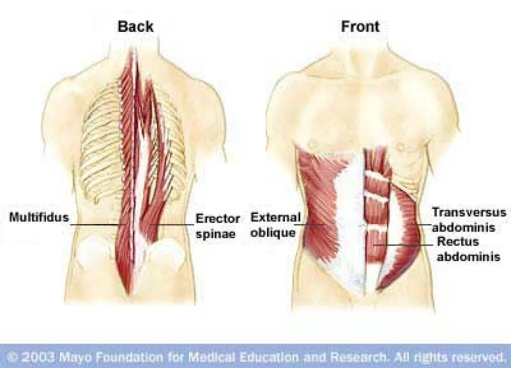 работа мышц. мышцы центра силы. мышцы кора послойно. мышцы туловища диафрагма. двигательная сила мышцы.