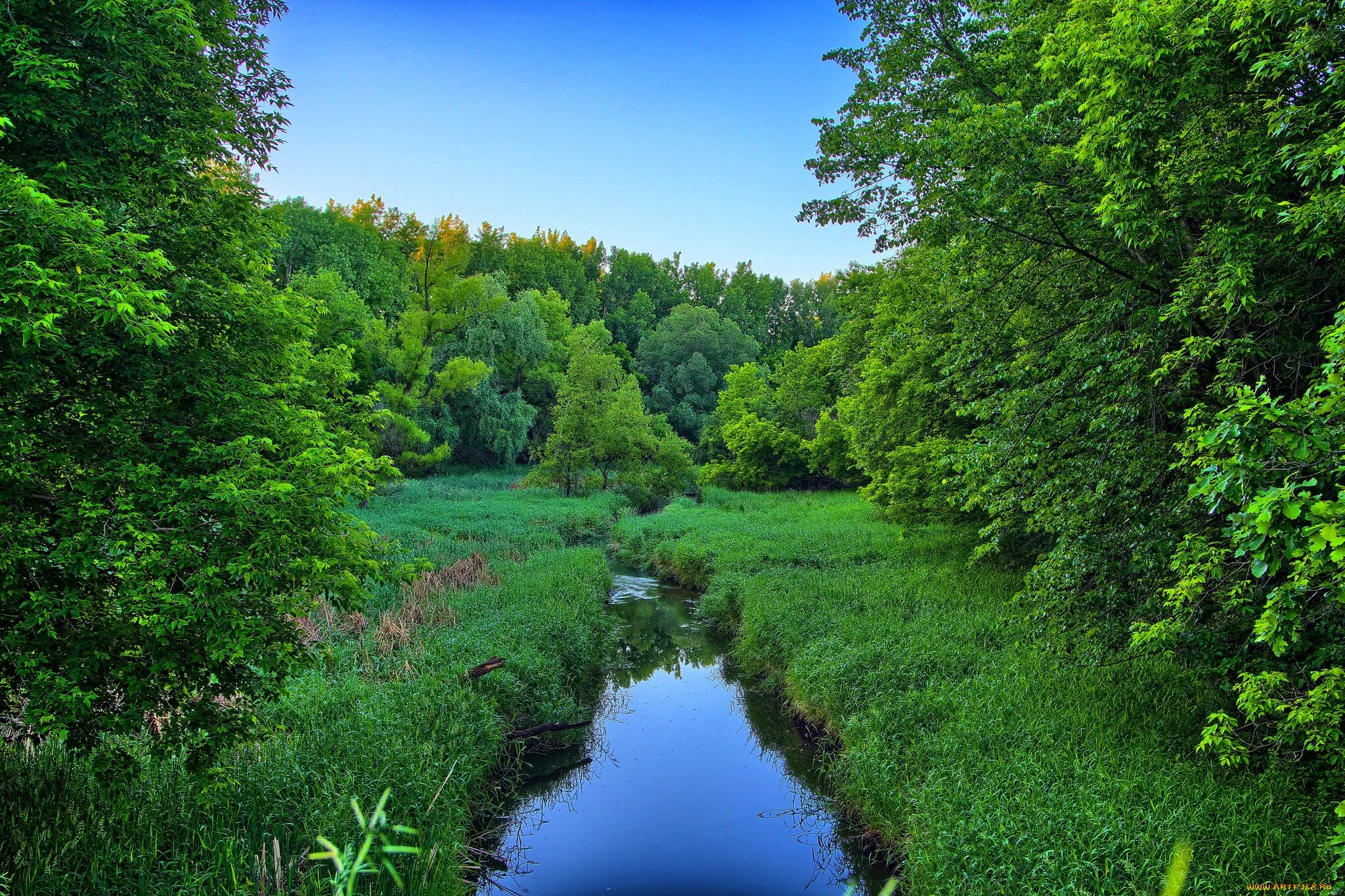 Природа лес река