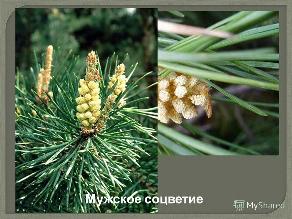голосеменные ель сосна пихта. кедр голосеменное растение. шишки голосеменных растений. голосеменные хвойные. голосеменные растения сосна обыкновенная.