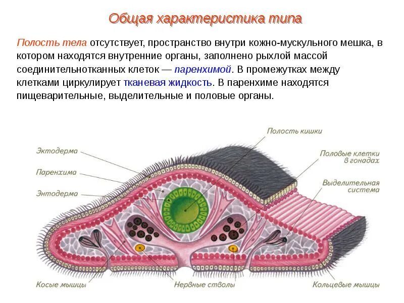 Тип плоских червей полость тела. Внутреннее строение ресничных червей. строение тела ресничных червей. ресничные черви внешнее и внутреннее строение. внутреннее строение плоских ресничных червей.