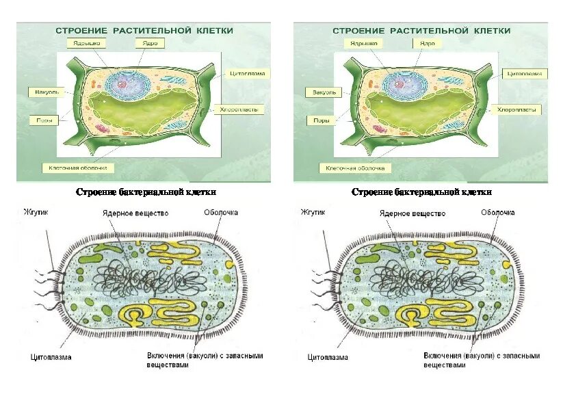 Клеточное строение бактерий 5 класс. Бактериальная клетка 5 класс биология. Строение клетки растения 5 класс. Модель бактериальной клетки 5 класс биология. Строение растительной клетки ответы