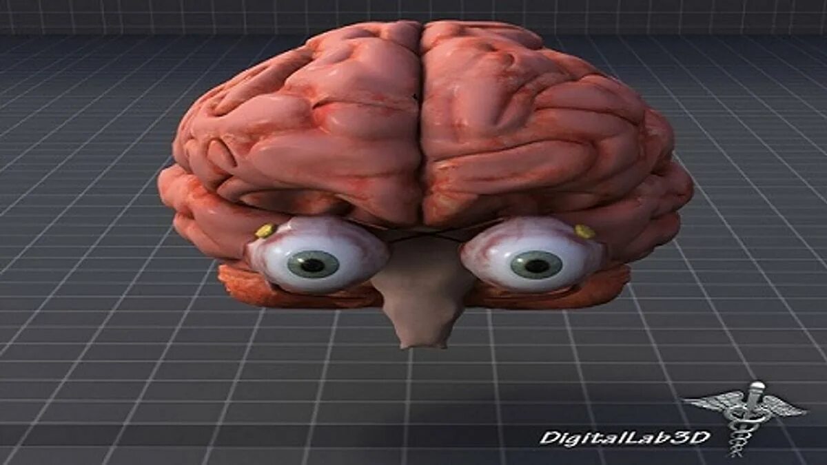 Глаза часть мозга. Мозг с большими глазами. Мозг человека с глазами без тела.
