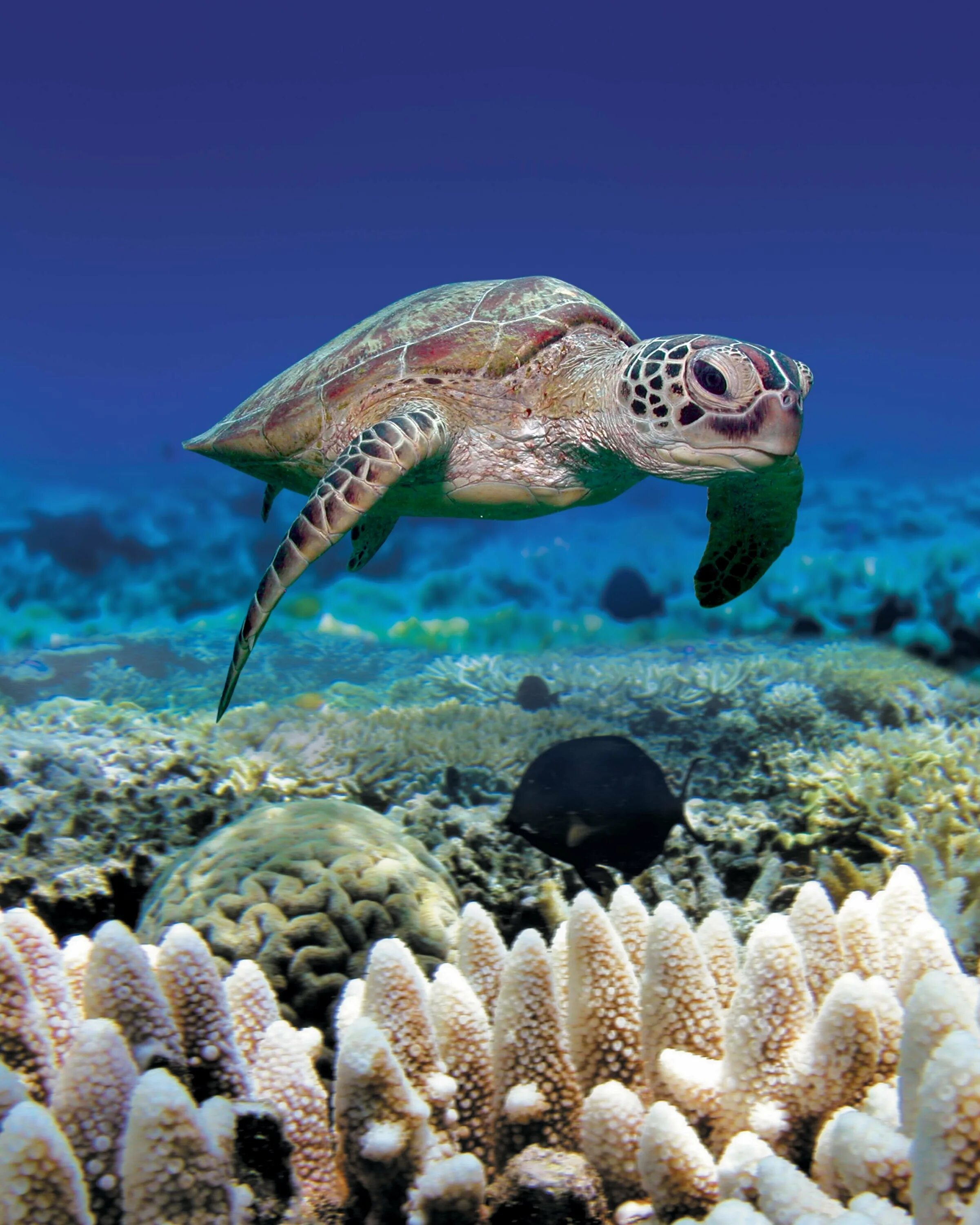 Картинки животных моря