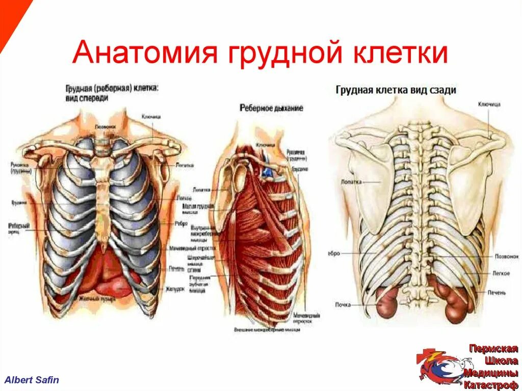 Строение грудной клетки спереди. 1. Грудная клетка (строение грудной клетки и функция.