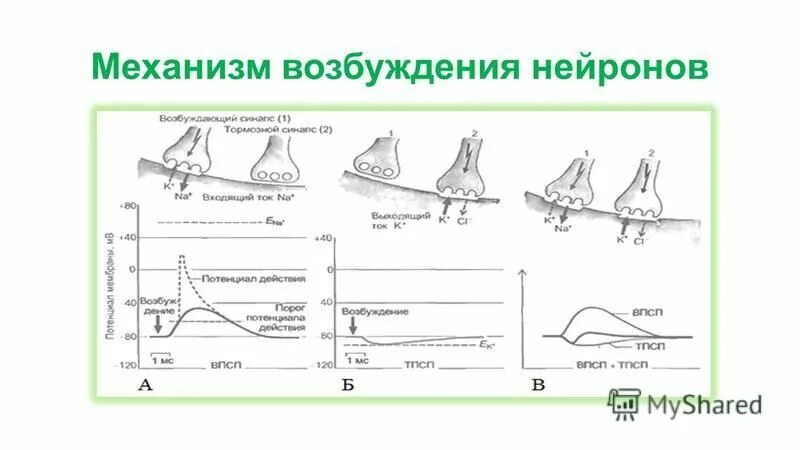 Процесс возбуждения нервных клеток. Механизм развития возбуждения в нервной клетке. Последовательность возникновения возбуждения в нервной клетке.. Механизм возбуждения нейронов. Механизм возникновения возбуждения.