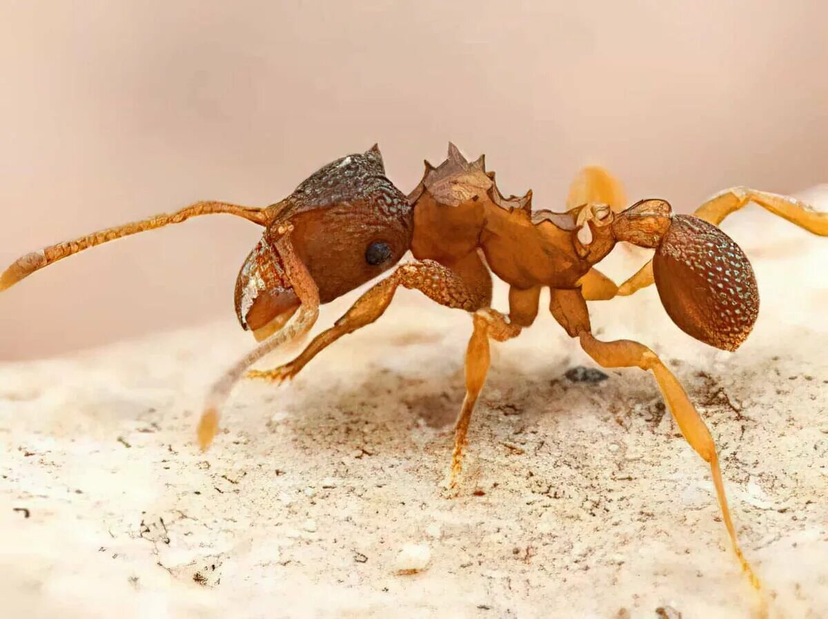 Муравьиный вид. Mycocepurus smithii. Муравей золотой панцирь. Разные муравьи. Муравьи размножение.