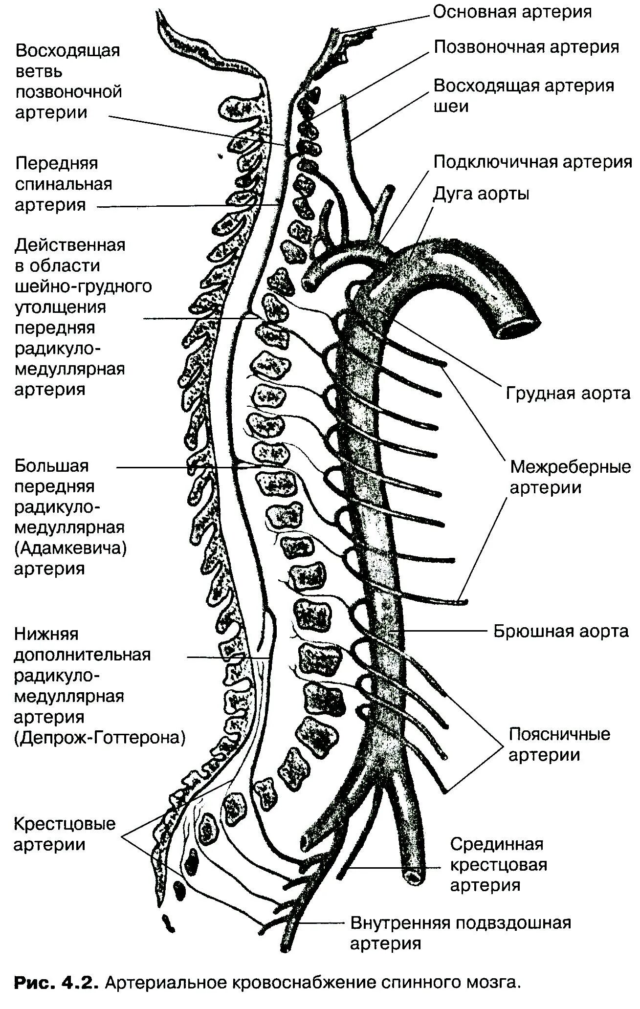 Артерия Депрож Готтерона анатомия. Артерия Адамкевича анатомия. Позвоночная артерия в грудном отделе позвоночника анатомия. Спинномозговые ветви позвоночной артерии.