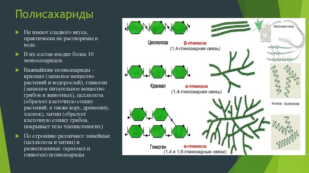 Крахмал водоросль. Полисахариды состав. Полисахариды крахмал гликоген хитин. Гликоген строение полисахарида. Строение полисахаридов формула.