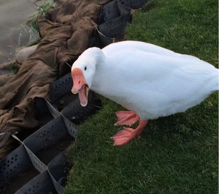 фото милых гусей. фото милых гусей. лебеденок и утенок. крикливый гусь. фото милых гусей.